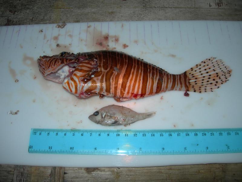 lionfish prey