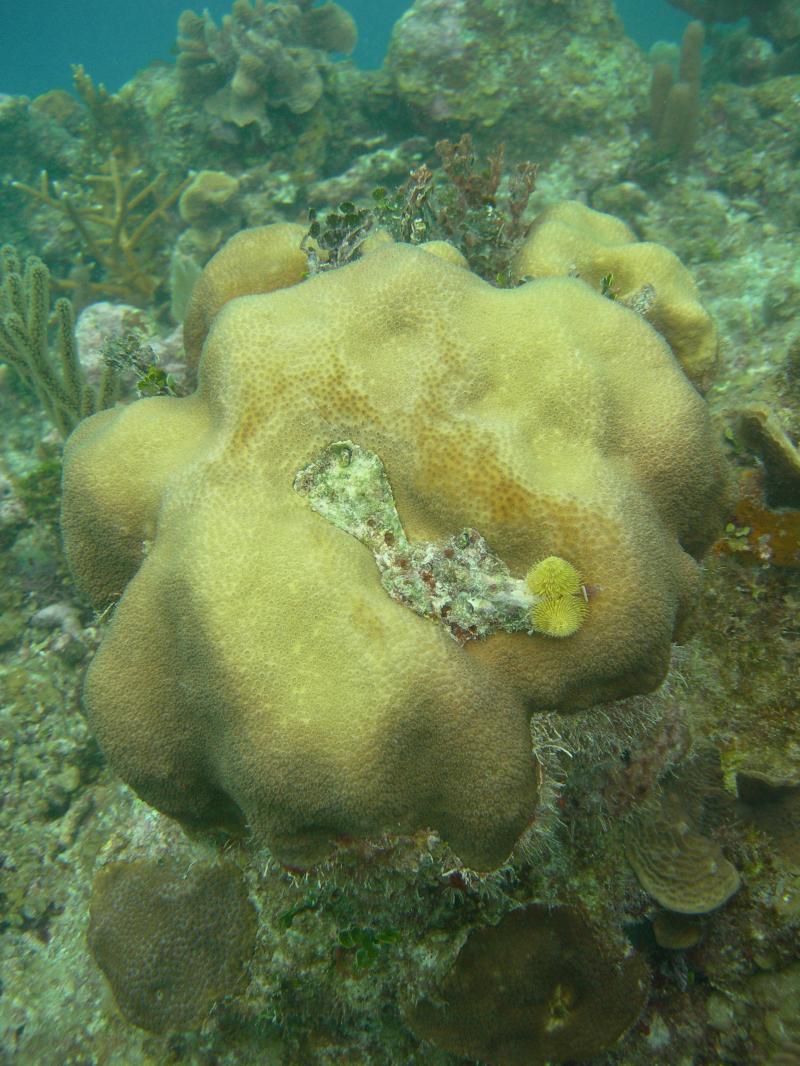 pale coral