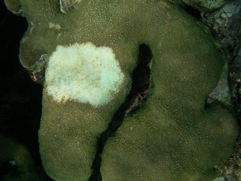 diseased coral