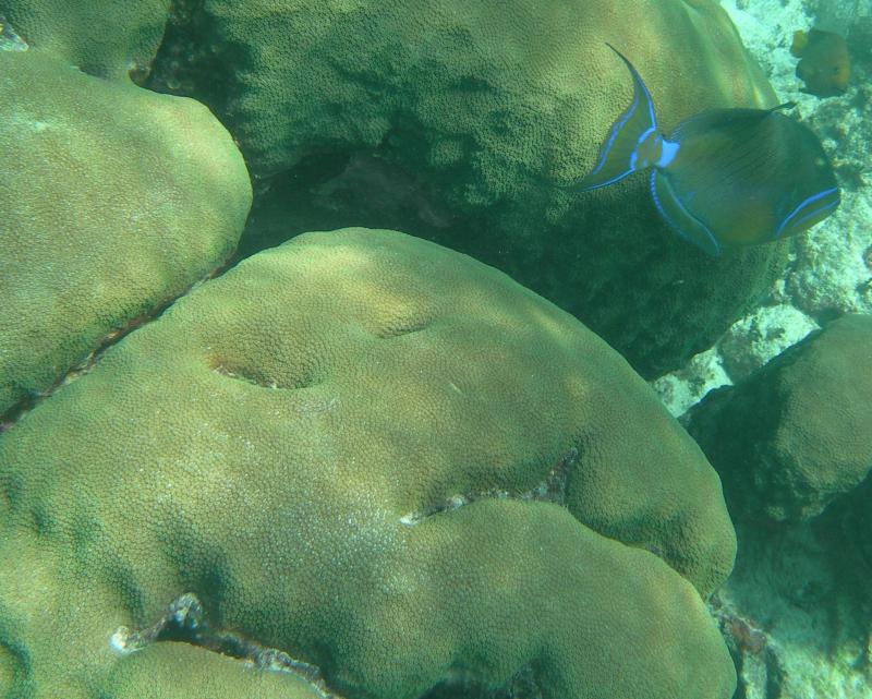 healthy coral