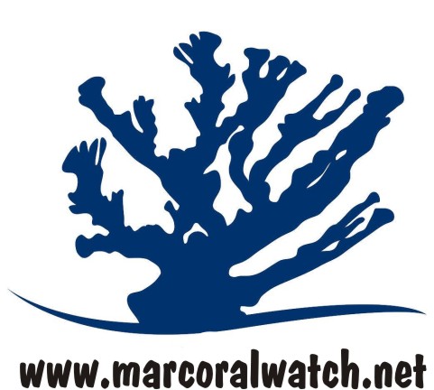 elkhorn coral watch